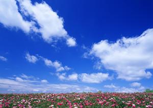 栃木県大田原市の信頼できる葬儀場:さがみ典礼 大田原若松町の特徴と便利なサービス一覧